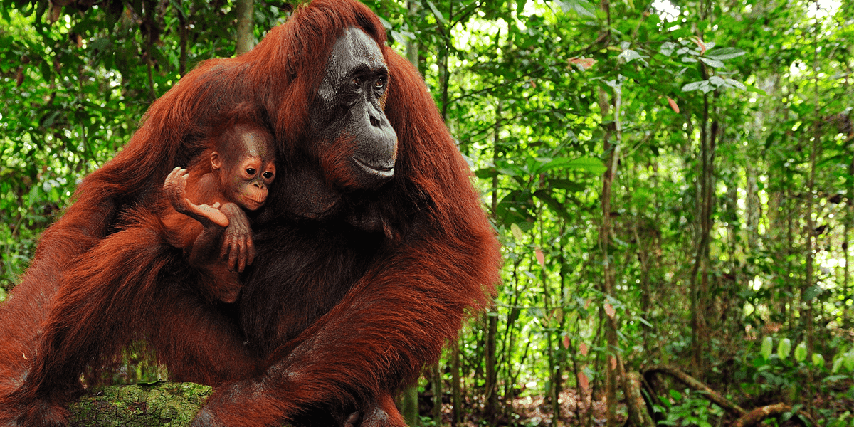Orangutan with baby in the forest.